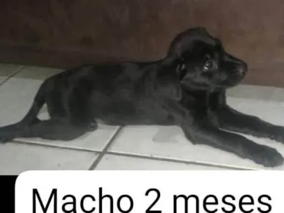 Cachorro raça SRD-ViraLata idade 2 a 6 meses nome Larissa vitória dos Santos Rodrigues