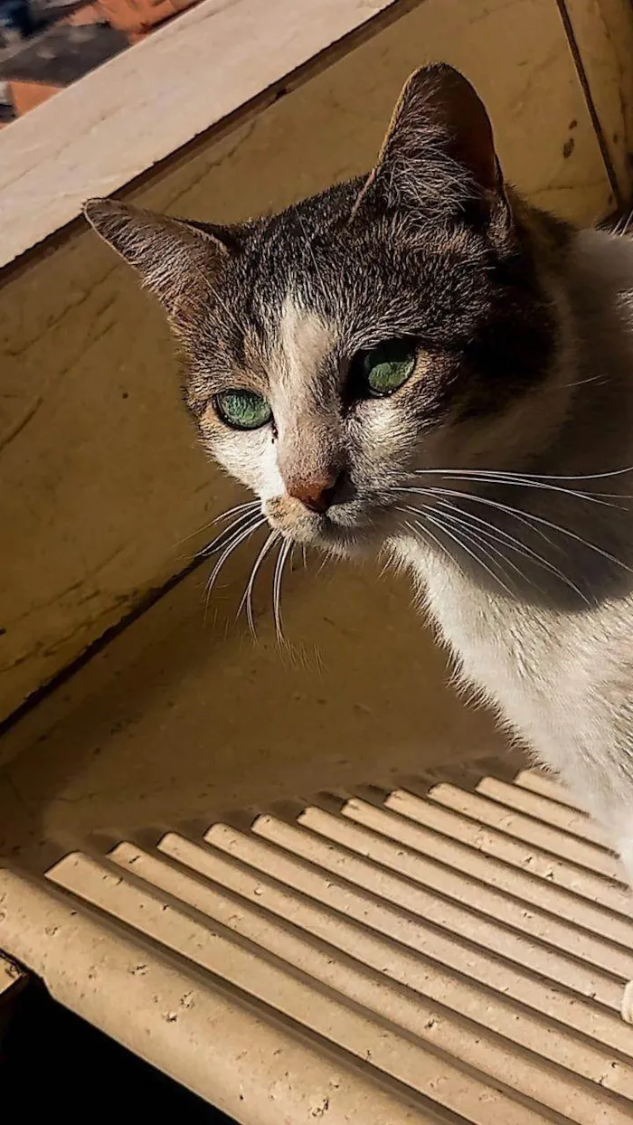 Gato ra a Exótico idade 1 ano nome Milk