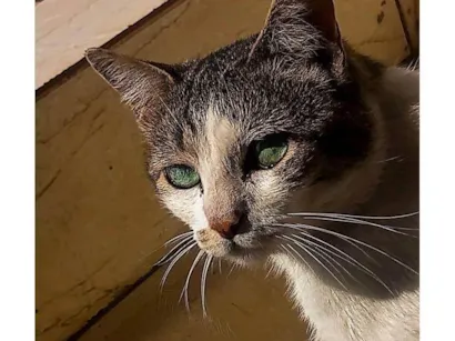 Gato raça Exótico idade 1 ano nome Milk