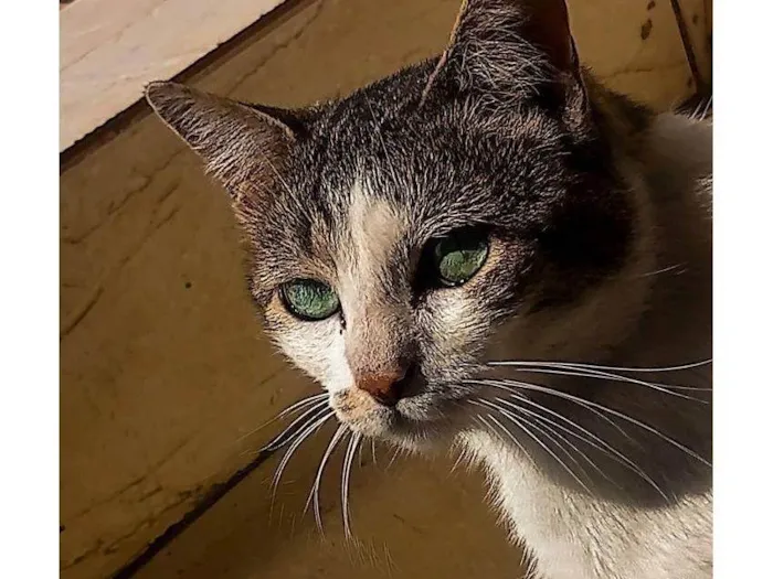 Gato ra a Exótico idade 1 ano nome Milk