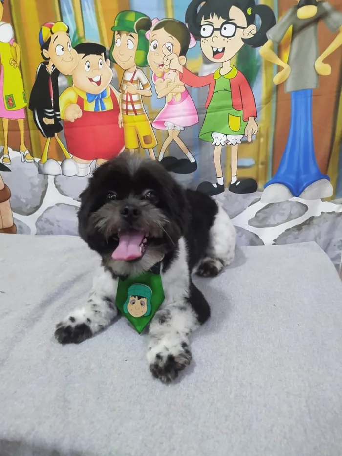 Cachorro ra a Shitzu idade 1 ano nome Abba