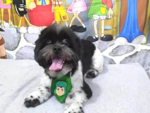 Cachorro raça Shitzu idade 1 ano nome Abba