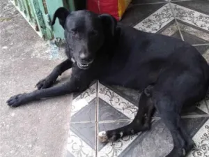 Cachorro raça SRD-ViraLata idade 6 ou mais anos nome Negão 