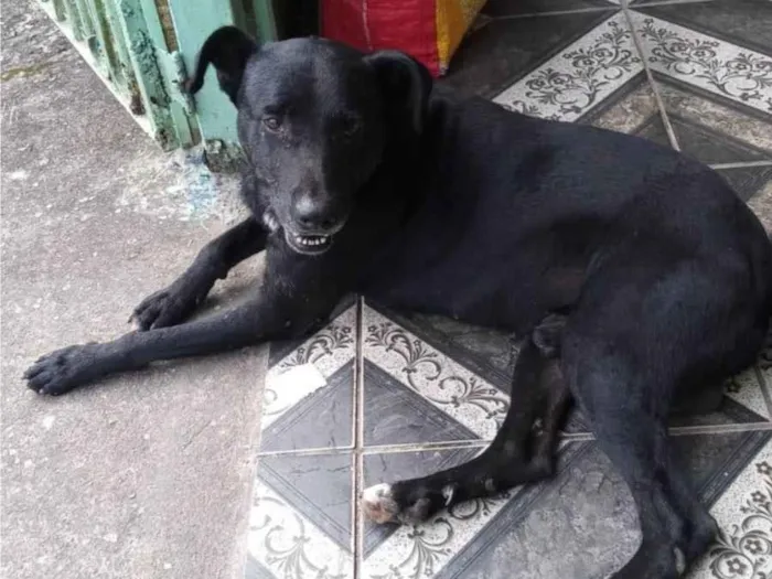 Cachorro ra a SRD-ViraLata idade 6 ou mais anos nome Negão 