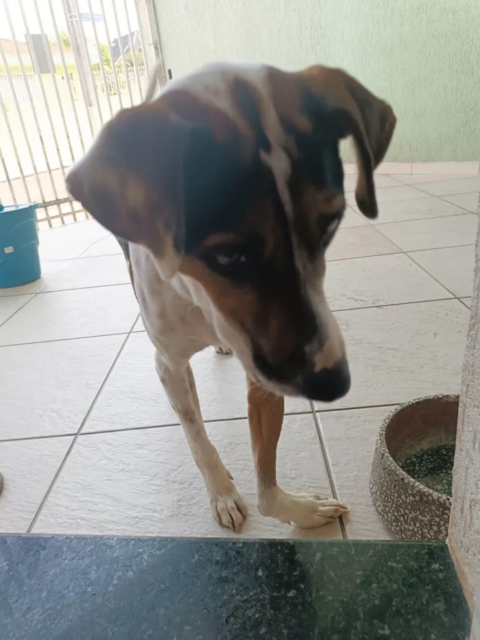 Cachorro ra a SRD-ViraLata idade 2 anos nome Amora 