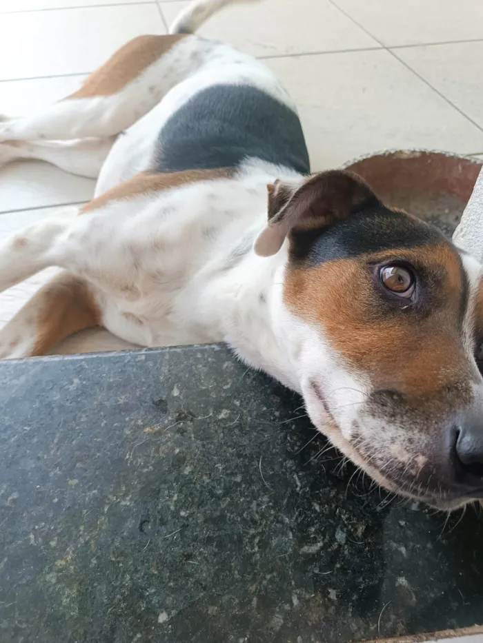 Cachorro ra a SRD-ViraLata idade 2 anos nome Amora 