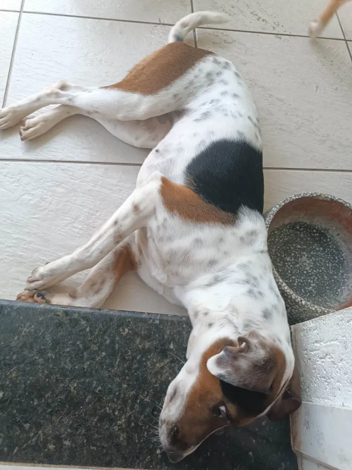 Cachorro ra a SRD-ViraLata idade 2 anos nome Amora 