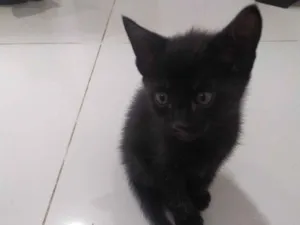 Gato raça SRD-ViraLata idade 2 a 6 meses nome Eles não tem 