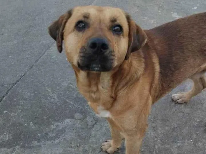 Cachorro ra a SRD-ViraLata idade 3 anos nome Americo