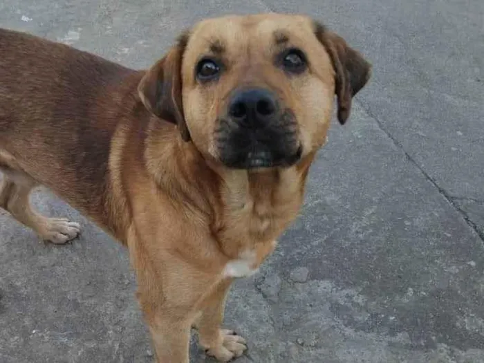 Cachorro ra a SRD-ViraLata idade 3 anos nome Americo