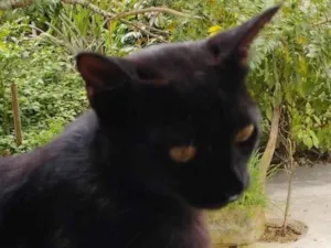 Gato raça SRD-ViraLata idade 2 anos nome Banguela 