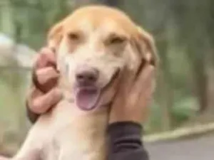 Cachorro raça SRD-ViraLata idade 3 anos nome Mary Kate