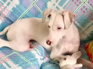 Cachorro raça SRD-ViraLata idade 7 a 11 meses nome Gigi bb7meses