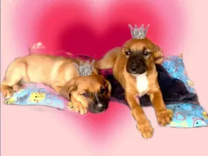 Cachorro raça SRD-ViraLata idade 2 a 6 meses nome Nick e Bella bb4meses lindas 