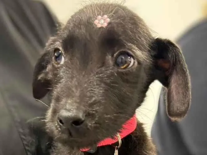 Cachorro ra a SRD-ViraLata idade 2 a 6 meses nome Janis 