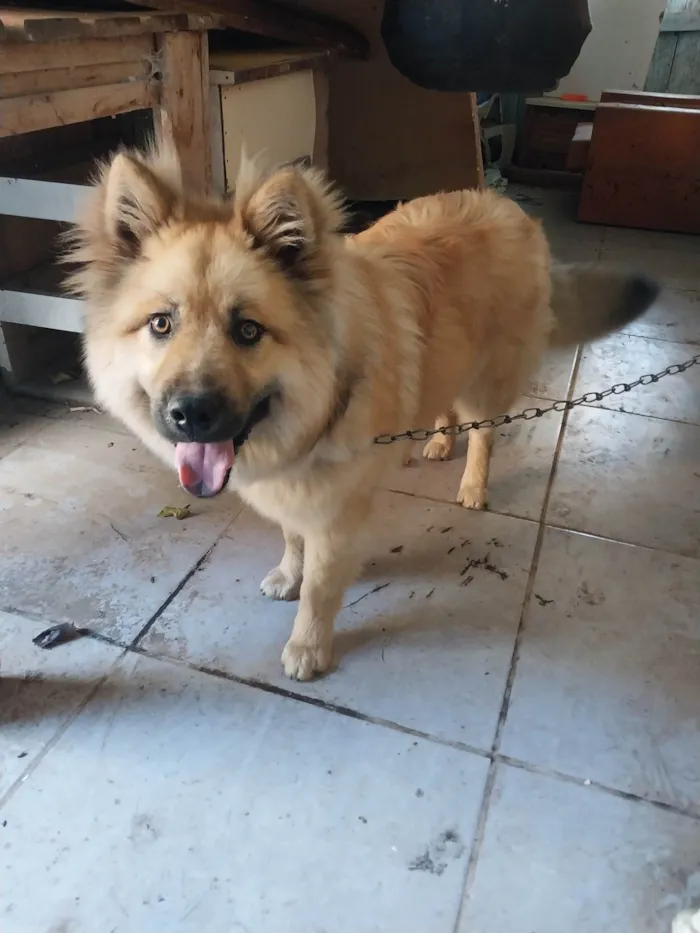 Cachorro ra a Chow Chow idade 7 a 11 meses nome Simba