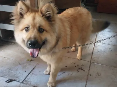 Cachorro raça Chow Chow idade 7 a 11 meses nome Simba