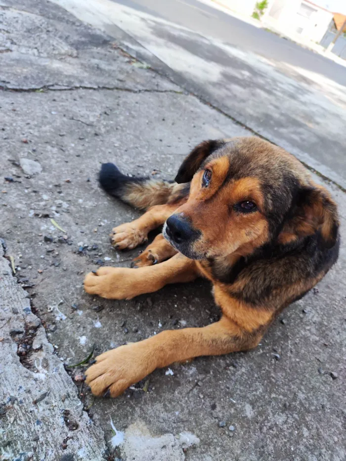 Cachorro ra a SRD-ViraLata idade 6 ou mais anos nome Batizamos de Romeu