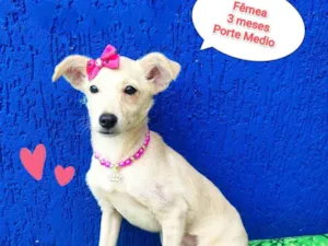 Cachorro raça SRD-ViraLata idade 2 a 6 meses nome cibele