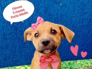 Cachorro raça SRD-ViraLata idade 2 a 6 meses nome fofinha