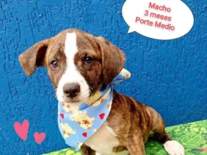 Cachorro raça SRD-ViraLata idade 2 a 6 meses nome porquinho