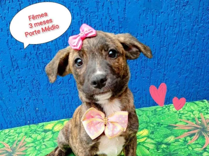 Cachorro ra a SRD-ViraLata idade 2 a 6 meses nome florzinha