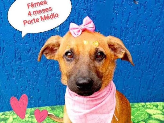 Cachorro ra a SRD-ViraLata idade 2 a 6 meses nome carmela 