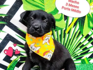 Cachorro raça SRD-ViraLata idade 2 a 6 meses nome ursinho