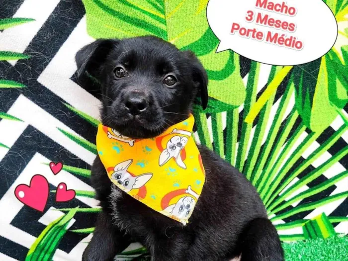 Cachorro ra a SRD-ViraLata idade 2 a 6 meses nome ursinho