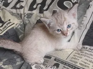 Gato raça Siamês idade Abaixo de 2 meses nome Siames adocao