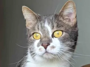 Gato raça SRD-ViraLata idade 6 ou mais anos nome Gatito