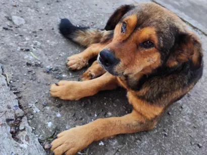 Cachorro raça SRD-ViraLata idade 6 ou mais anos nome Batizamos de Romeu