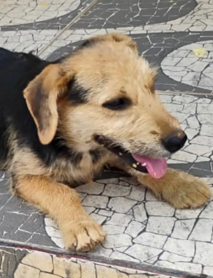 Cachorro ra a SRD-ViraLata idade 2 a 6 meses nome Fred 