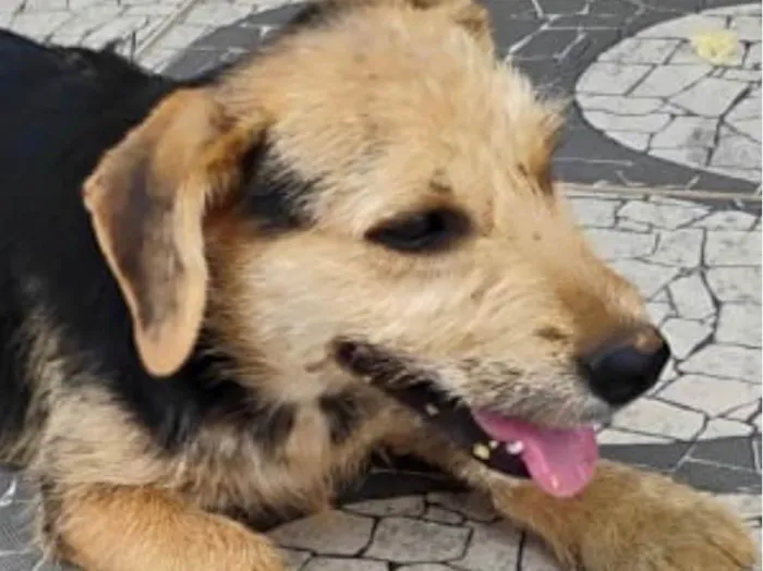 Cachorro ra a SRD-ViraLata idade 2 a 6 meses nome Fred 