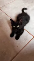 Amora
