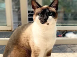 Gato raça SRD-ViraLata idade 2 anos nome Juju