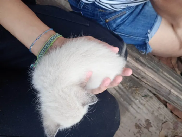 Gato ra a SRD-ViraLata idade Abaixo de 2 meses nome gatinha filhote (sem nome)