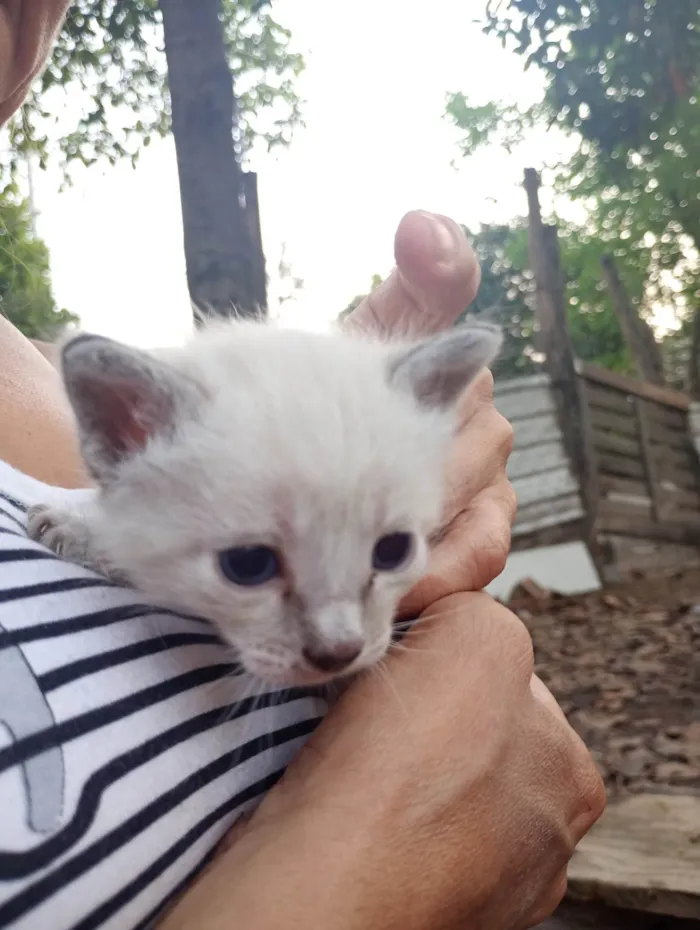 Gato ra a SRD-ViraLata idade Abaixo de 2 meses nome gatinha filhote (sem nome)