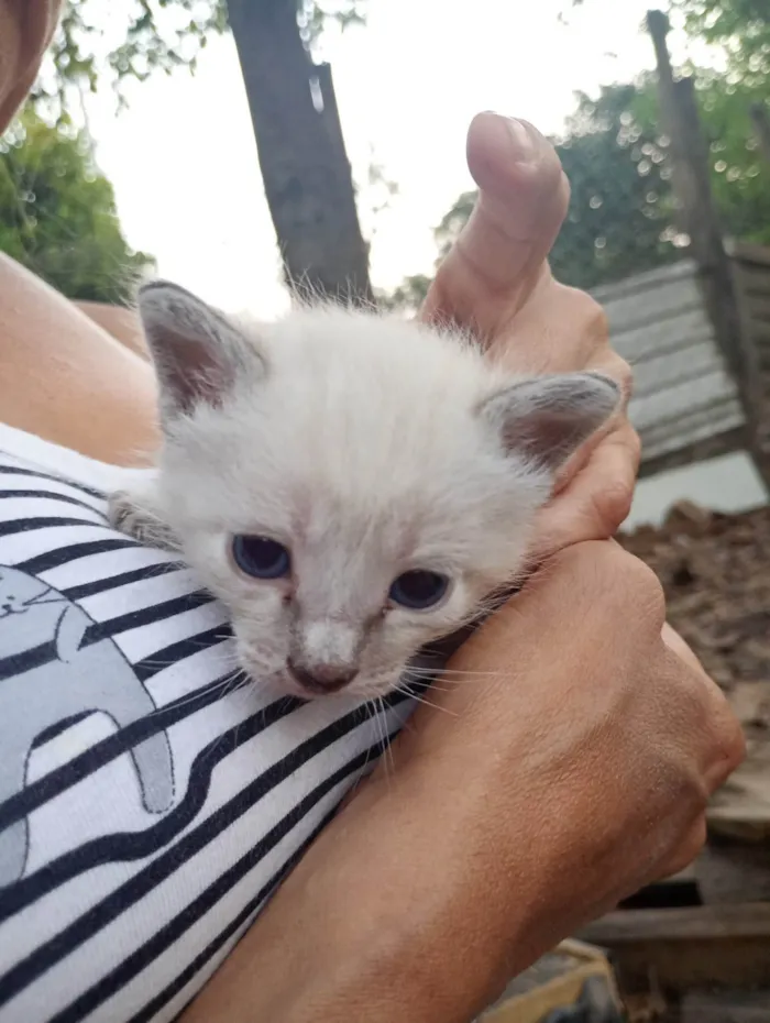 Gato ra a SRD-ViraLata idade Abaixo de 2 meses nome gatinha filhote (sem nome)