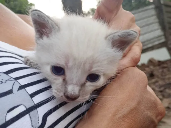 Gato ra a SRD-ViraLata idade Abaixo de 2 meses nome gatinha filhote (sem nome)