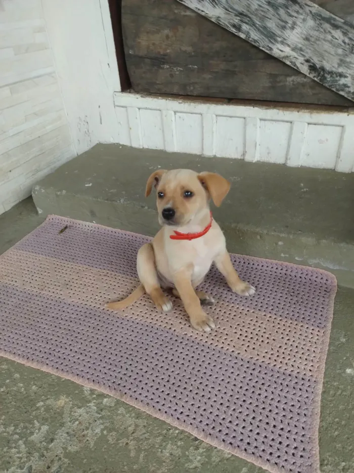 Cachorro ra a SRD-ViraLata idade 2 a 6 meses nome Chamo de estrela encontrei dentro de um saco no lixo