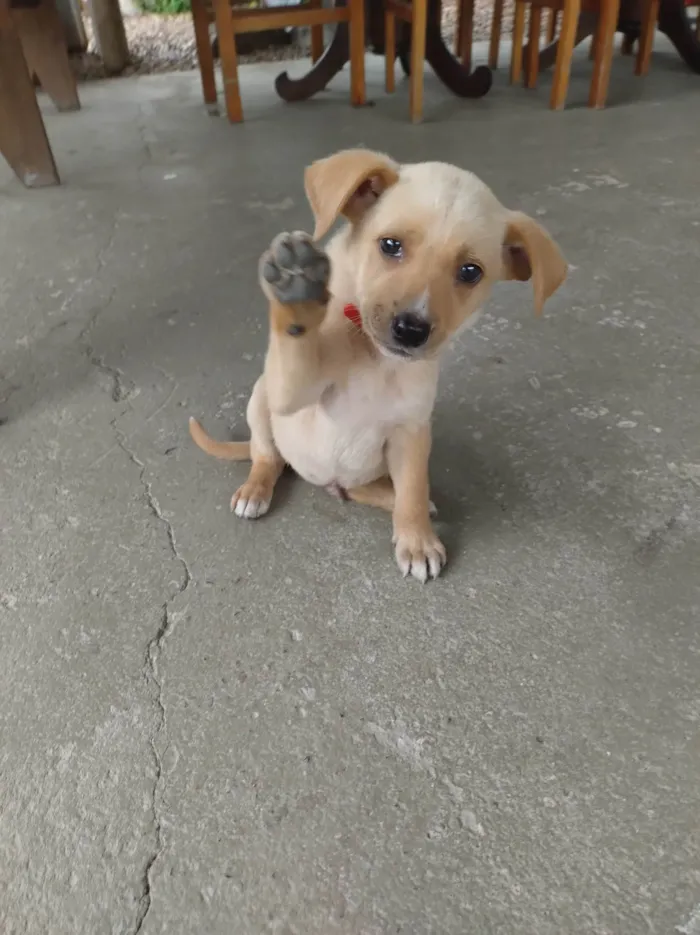 Cachorro ra a SRD-ViraLata idade 2 a 6 meses nome Chamo de estrela encontrei dentro de um saco no lixo