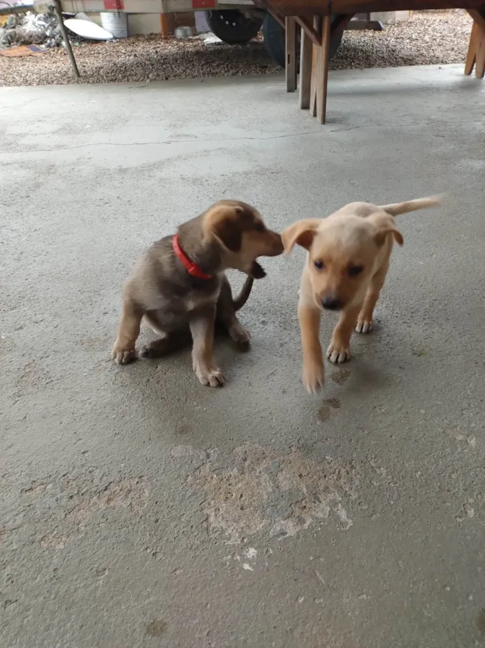 Cachorro ra a SRD-ViraLata idade 2 a 6 meses nome Chamo de estrela encontrei dentro de um saco no lixo