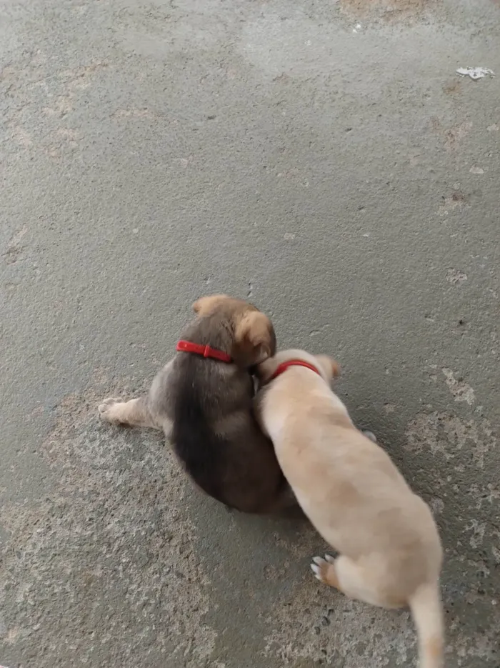 Cachorro ra a SRD-ViraLata idade 2 a 6 meses nome Chamo de estrela encontrei dentro de um saco no lixo