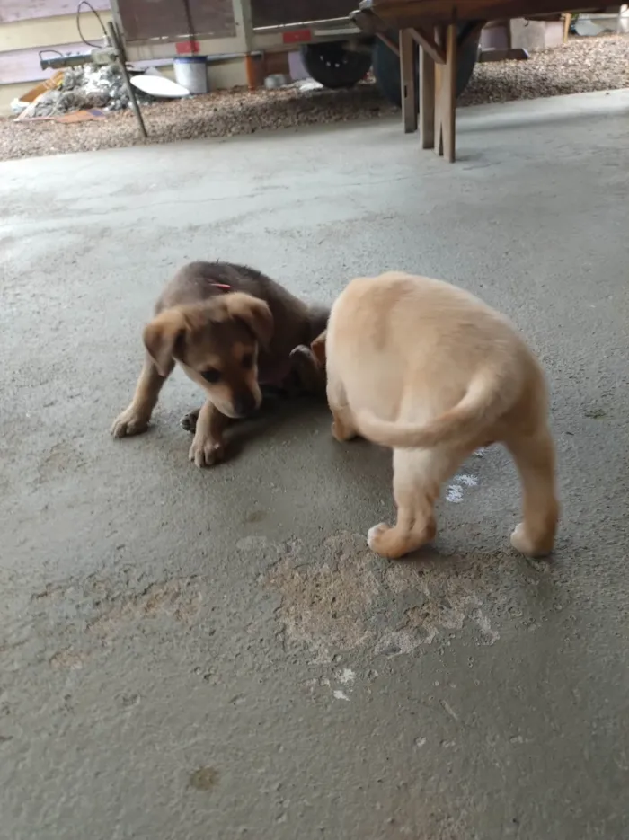 Cachorro ra a SRD-ViraLata idade 2 a 6 meses nome Chamo de estrela encontrei dentro de um saco no lixo