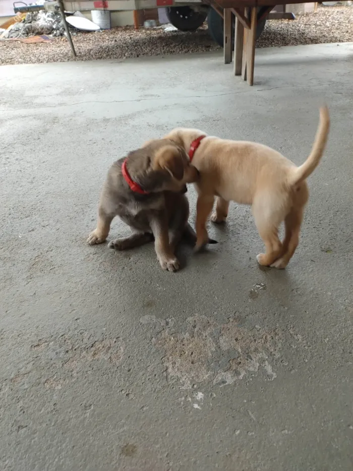 Cachorro ra a SRD-ViraLata idade 2 a 6 meses nome Chamo de estrela encontrei dentro de um saco no lixo