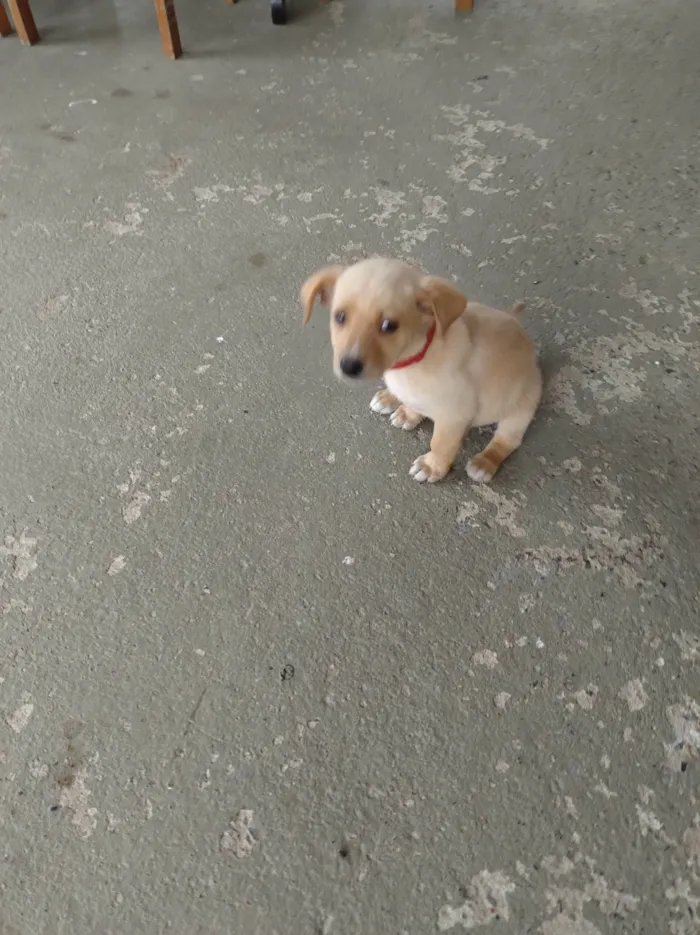 Cachorro ra a SRD-ViraLata idade 2 a 6 meses nome Chamo de estrela encontrei dentro de um saco no lixo