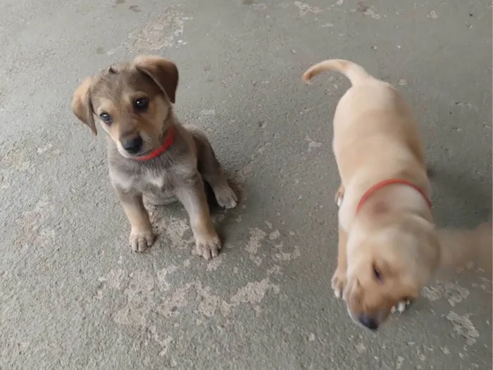 Cachorro ra a SRD-ViraLata idade 2 a 6 meses nome Chamo de estrela encontrei dentro de um saco no lixo