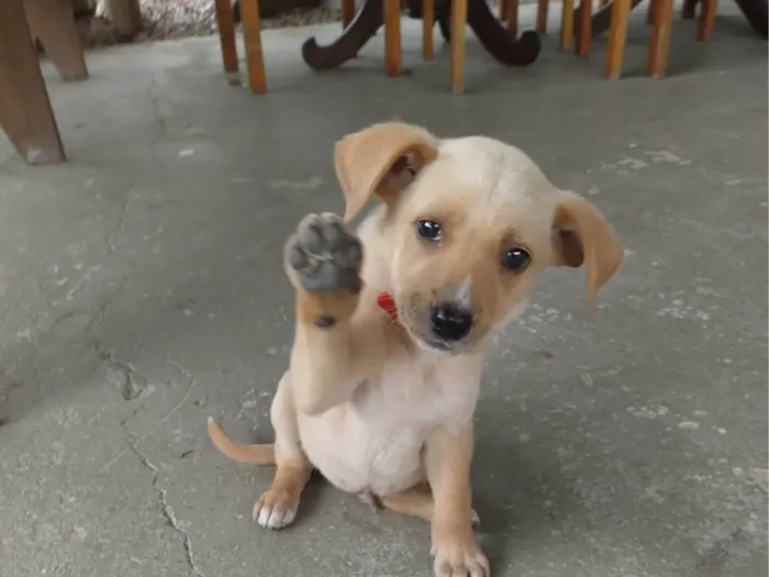 Cachorro ra a SRD-ViraLata idade 2 a 6 meses nome Chamo de estrela encontrei dentro de um saco no lixo