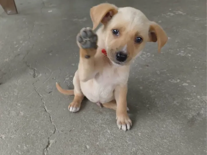 Cachorro ra a SRD-ViraLata idade 2 a 6 meses nome Chamo de estrela encontrei dentro de um saco no lixo